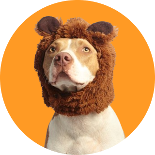 Mačka u bezbednim rukama