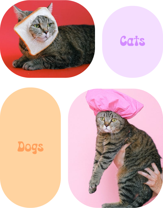 Proces čuvanja ljubimaca