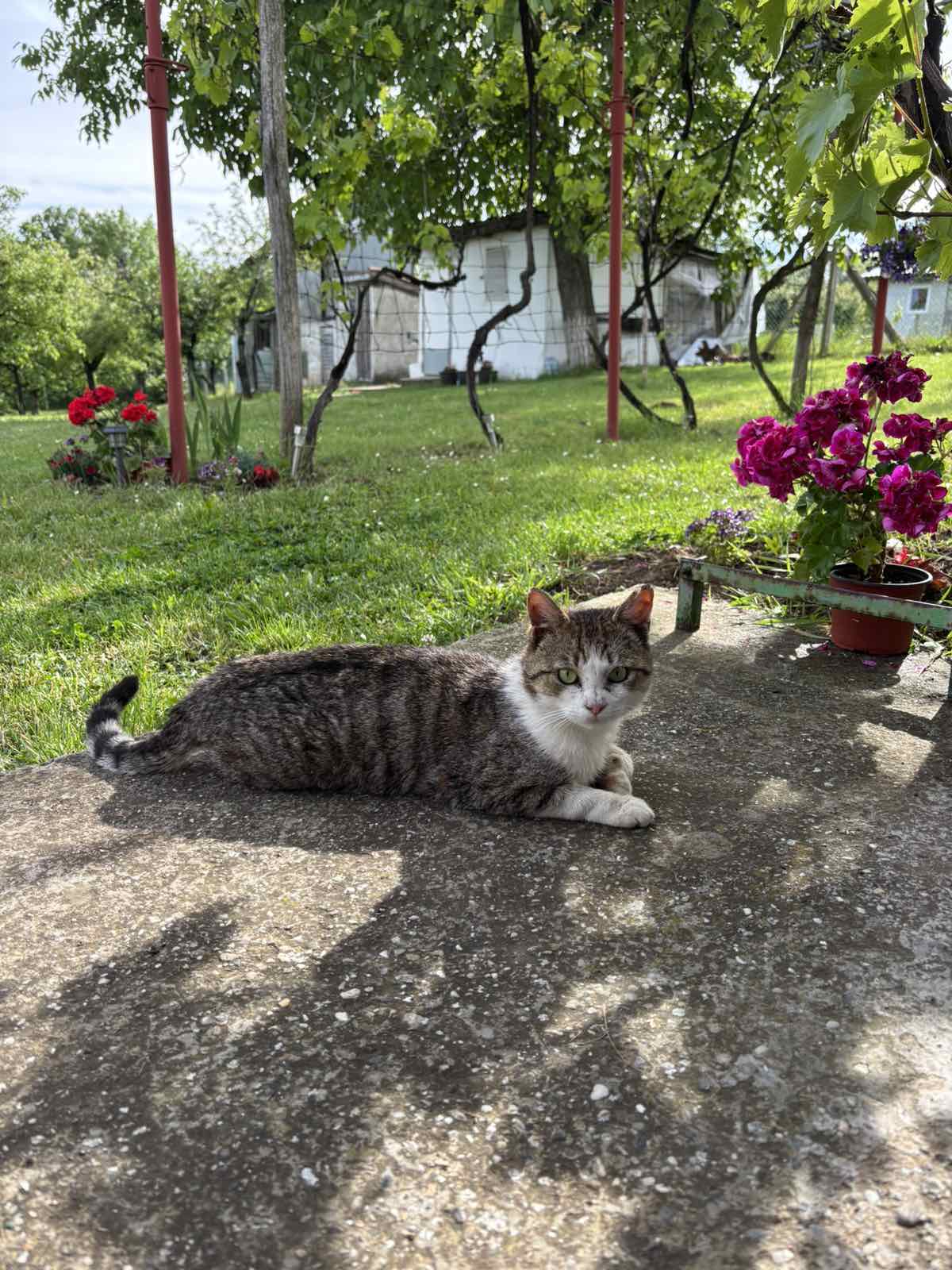 Greške koje vlasnici mačaka prave, a da toga nisu ni svesni
