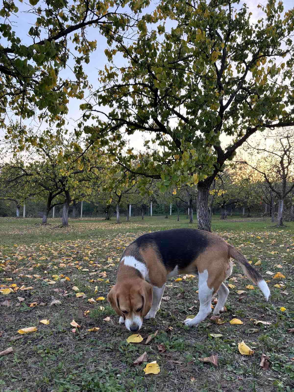 Namirnice koje su opasne za pse, a mnogi vlasnici to ne znaju